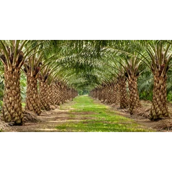 Jasa Palm Oil Loss Analyzer Murah di Medan